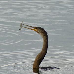 Anhinga