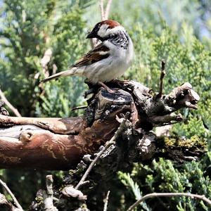 House Sparrow