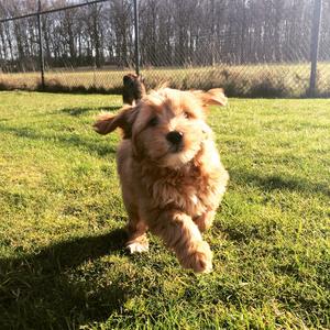 Tibet Terrier