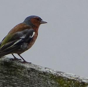 Eurasian Chaffinch