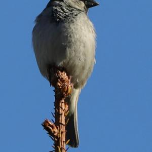 House Sparrow