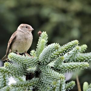 House Sparrow