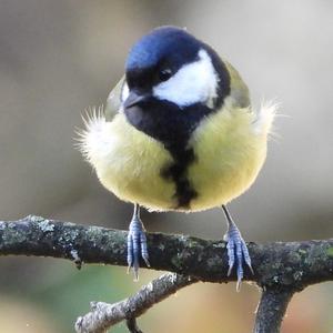 Great Tit