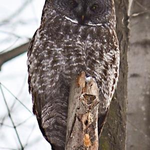 Great Grey Owl