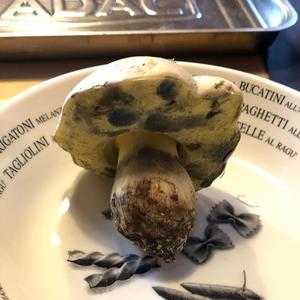 Unbekannte Art