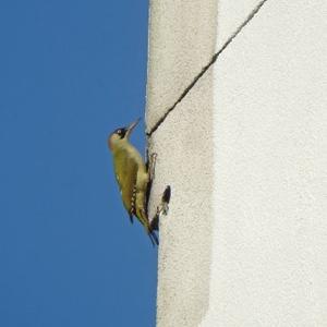 Eurasian Green Woodpecker