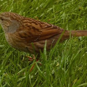 Hedge Accentor