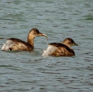 Little Grebe