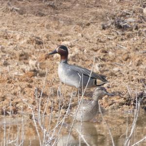 Common Teal