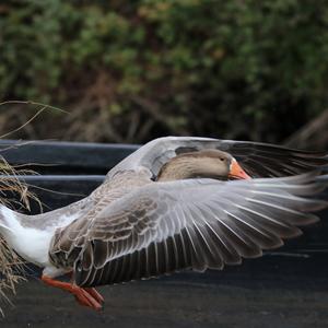 Greylag Goose