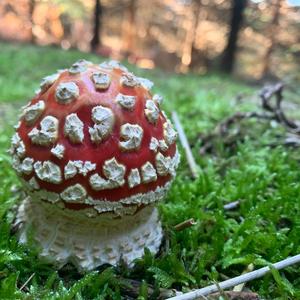 Fly Agaric