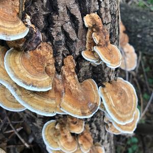 Turkey-tail