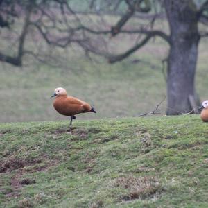 Ruddy Shelduck