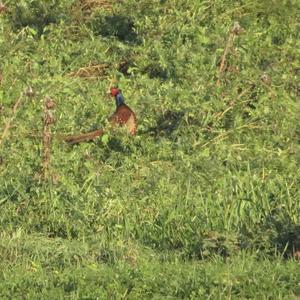 Common Pheasant