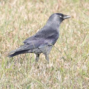 Eurasian Jackdaw