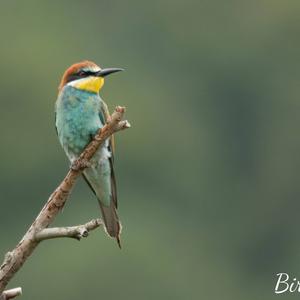 European Bee-eater