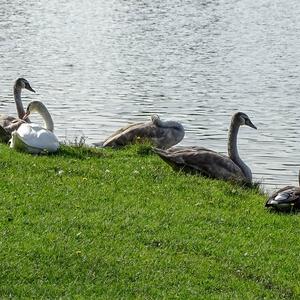 Höckerschwan