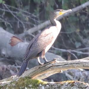 Great Cormorant