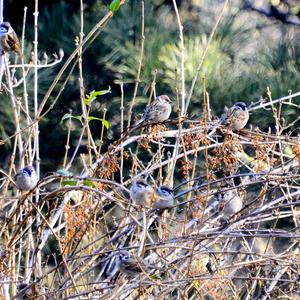 Eurasian Tree Sparrow