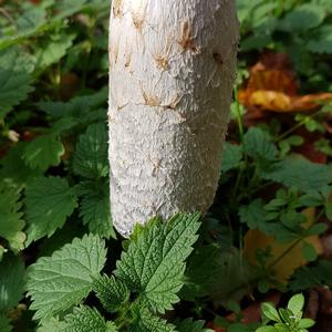 Shaggy Mane