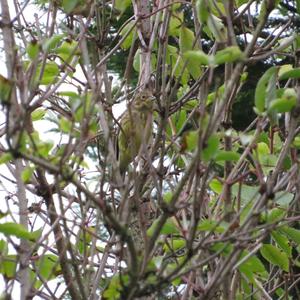 European Serin