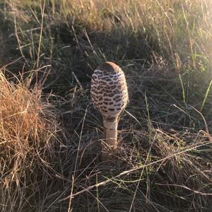 Parasol Mushroom