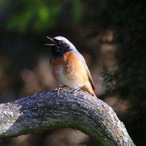 Common Redstart