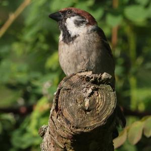 Eurasian Tree Sparrow