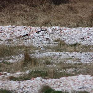 Common Ringed Plover