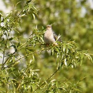 Common Cuckoo