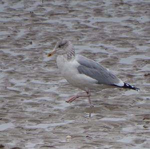 Herring Gull