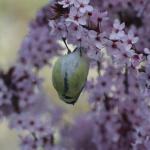 Blue Tit