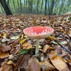 Fly Agaric