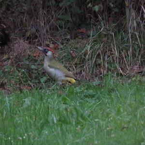 Eurasian Green Woodpecker