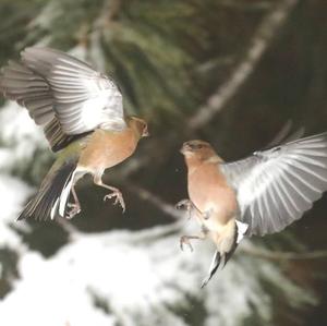 Eurasian Chaffinch