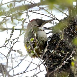 Eurasian Green Woodpecker