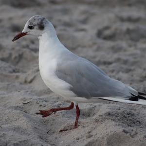 Black-headed Gull