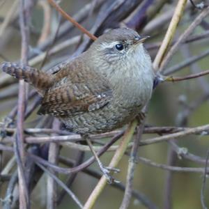 Winter Wren