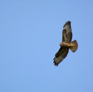 Common Buzzard