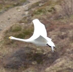 Whooper Swan