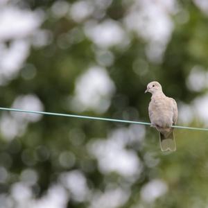 Eurasian Collared-dove