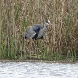 Grey Heron