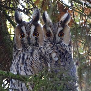 Long-eared Owl