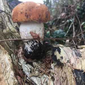 Orange Birch Bolete