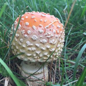 Fly Agaric