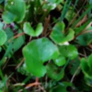 Unknown Species