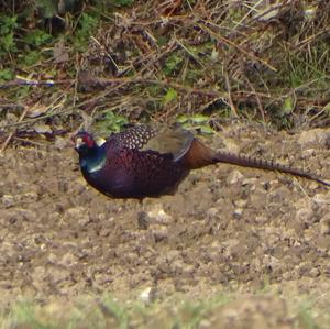 Common Pheasant