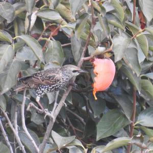 Common Starling