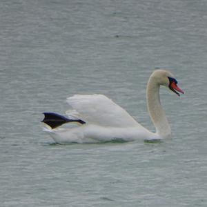 Mute Swan