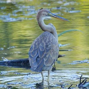 Purple Heron